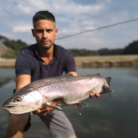 Rainbow Trout (Oncorhynchus mykiss) - River Sava, Slovenia